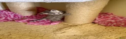 Bengal cats for sale: Snow Mink & Lynx 🩷💙 Pedigree TICA Bengal Kittens - Advert 8
