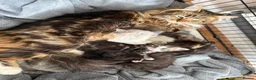 Mixed Breed cats for sale: Kittens for sale and ready for their forever home  - Advert 8