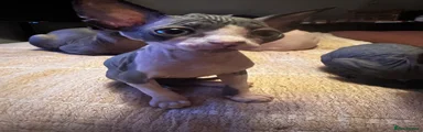 Sphynx Kitten 5