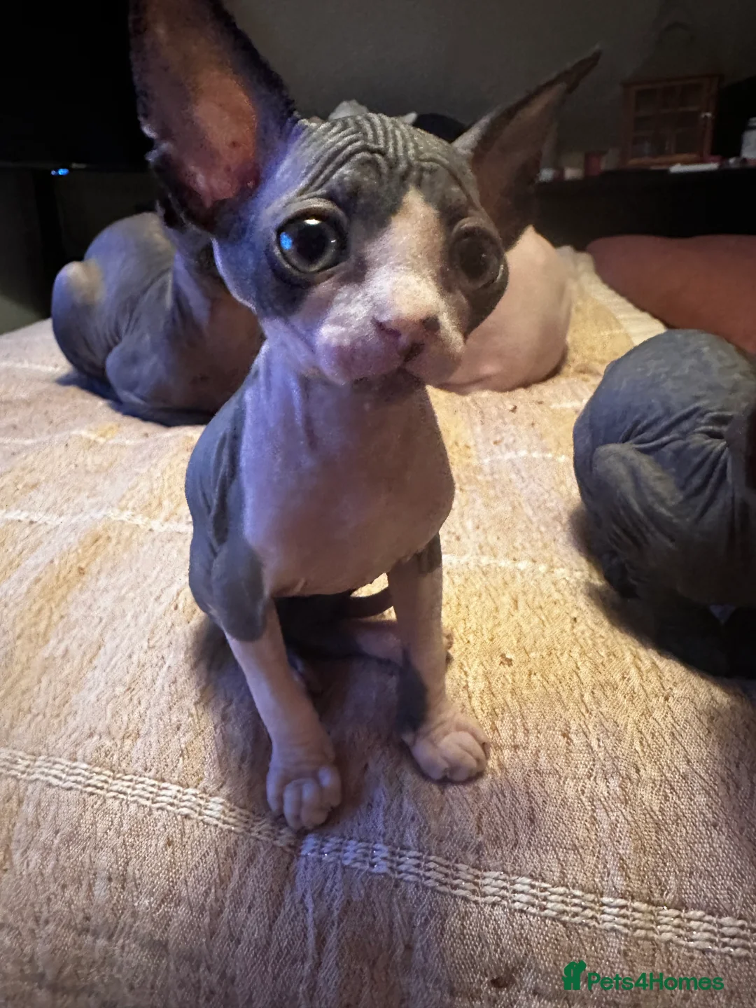 Sphynx cats for sale: Beautiful sphinx kittens  - Advert 2