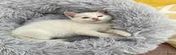 Mixed Breed cats for sale: Fluffy kittens looking for forever home - Advert 10