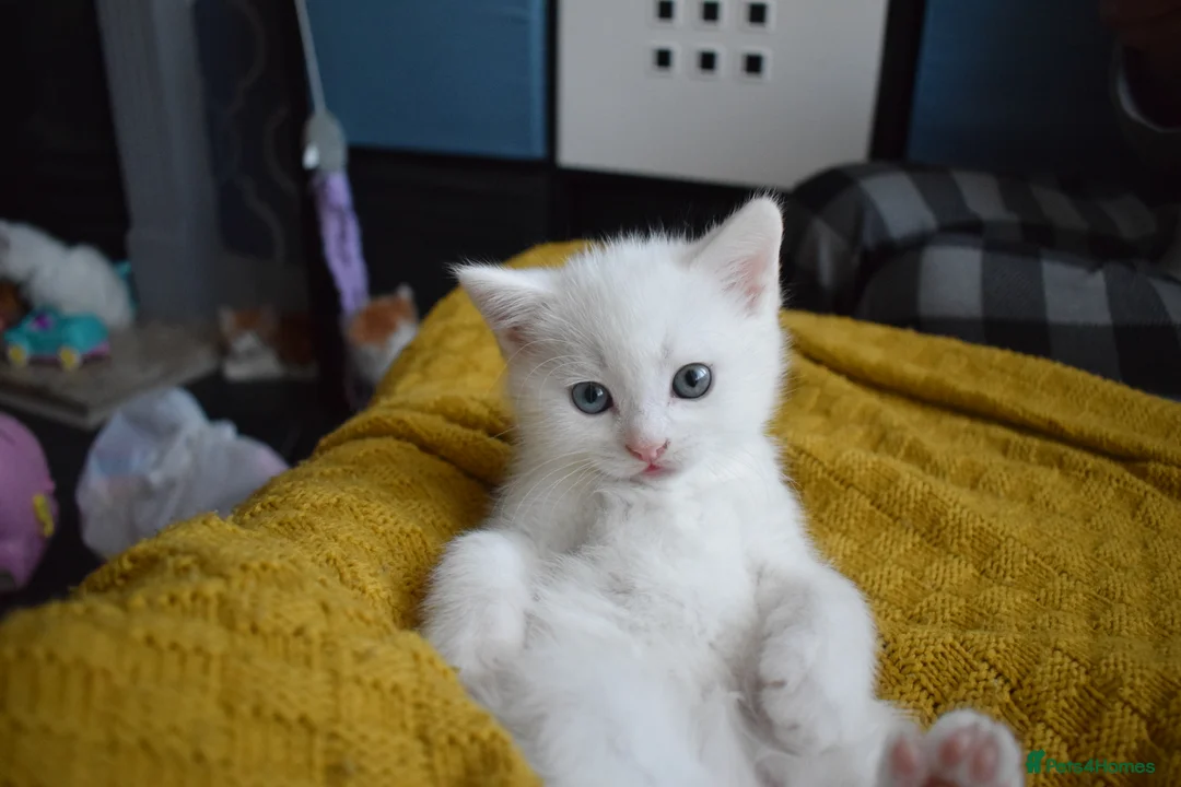 Mixed Breed cats for sale: Rare Odd Eye Mixed Breed Kitten for sale - Advert 17