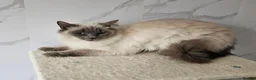 Ragdoll cats for sale: 2 GCCF ACTIVE females  - Advert 5