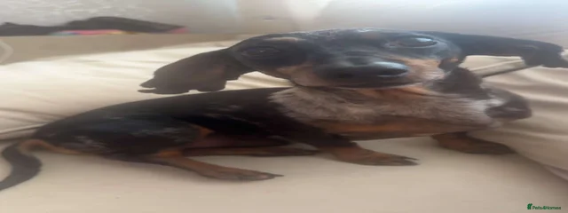 Merlin