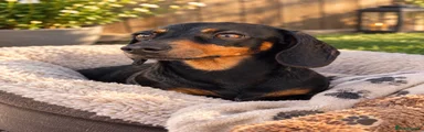 Miniature Dachshund 1