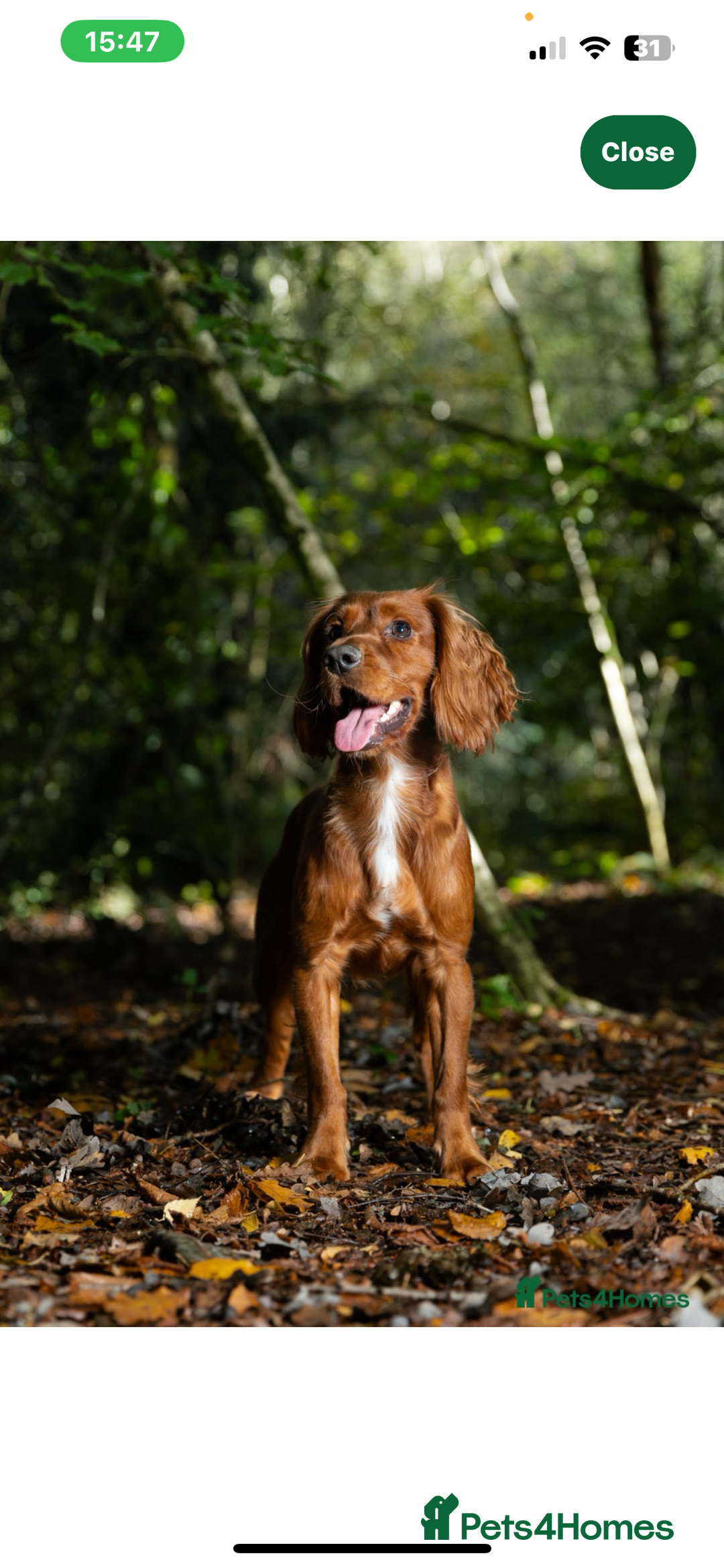 Cocker Spaniel dogs for sale: Puppies due to be born 10 November  - Image 5