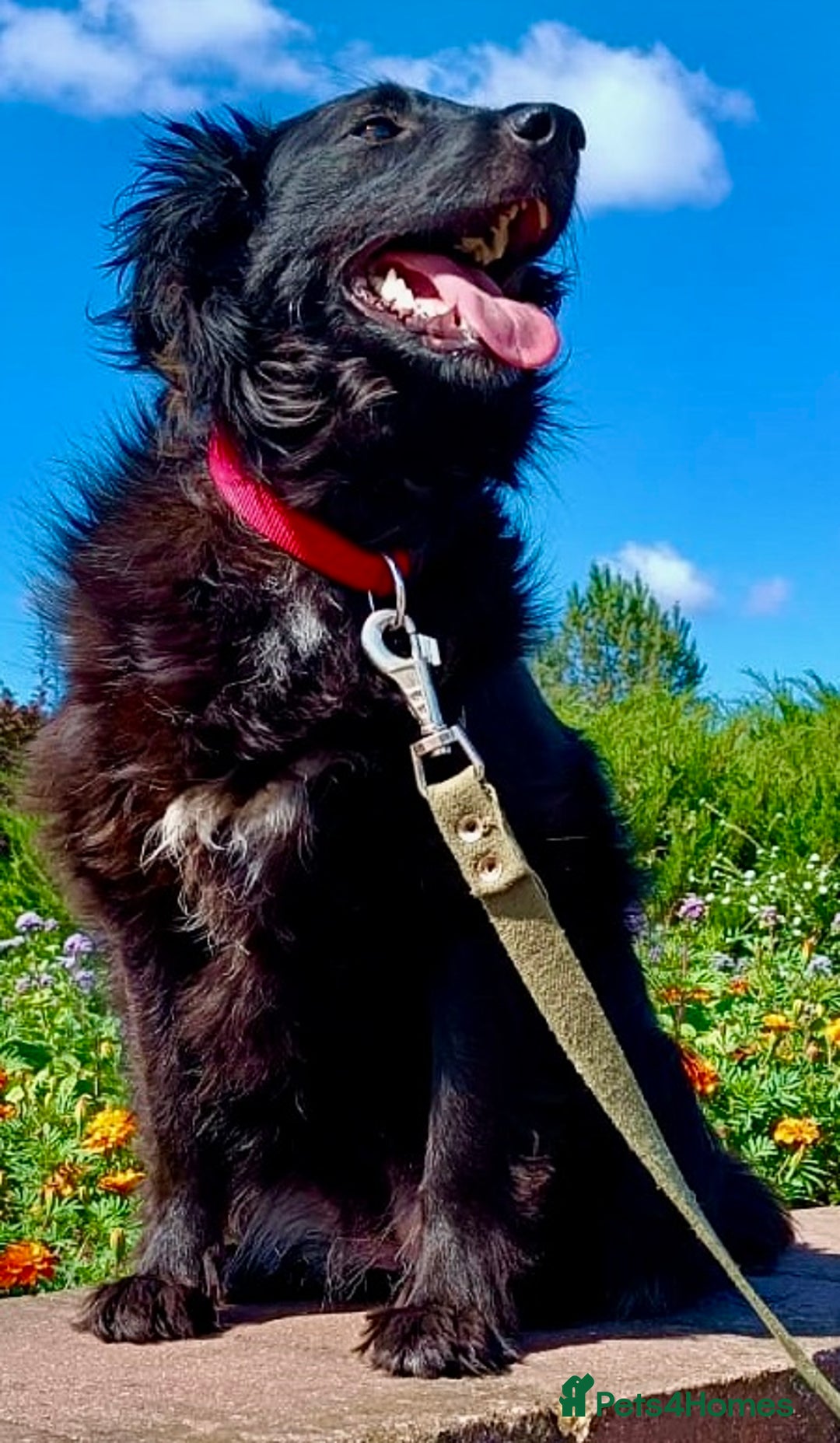 Border Collie dogs for adoption:  SOFIA – Female Border Collie - Advert 4