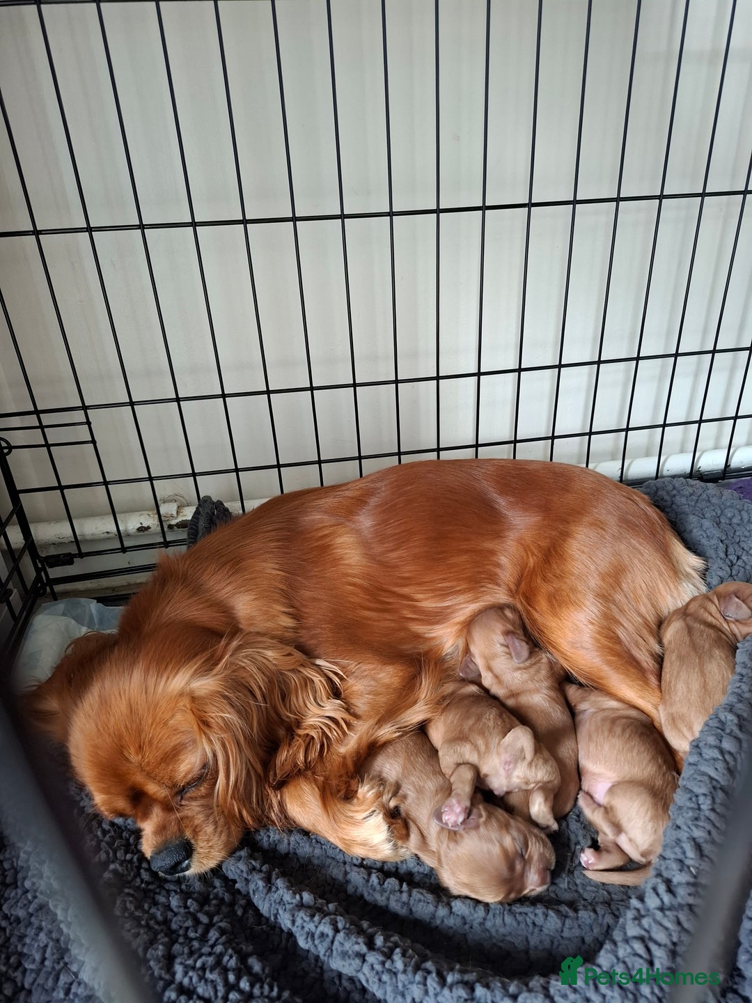 Cavapoo dogs for sale: 5 stunning cavalier puppies  - Image 1