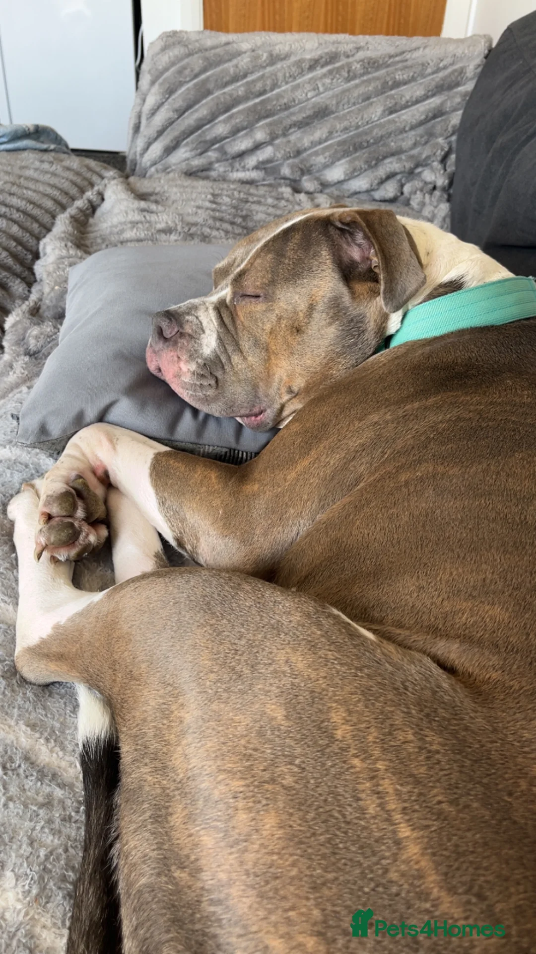 Mixed Breed dogs for sale: Female staffy cross  in Halifax - Advert 2