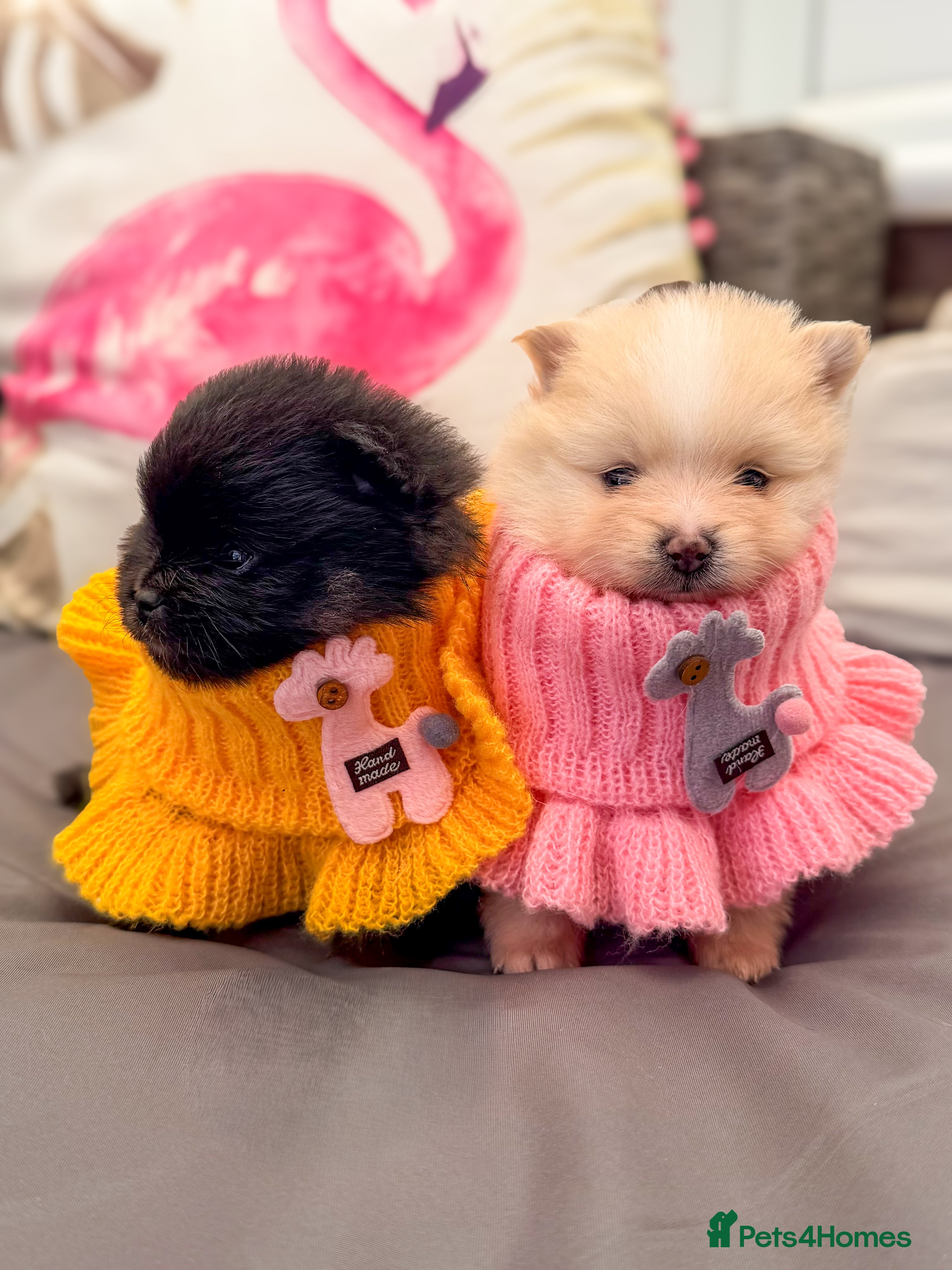 Pomeranian dogs KC registered extra fluffy Pomeranian puppies 🧸 - Advert 3