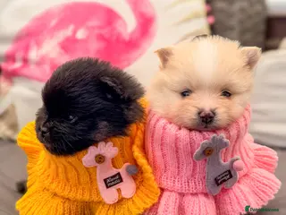 Pomeranian dogs KC registered extra fluffy Pomeranian puppies 🧸 - Advert 3
