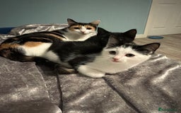 Maine Coon cats for sale: Maine coon x - Image 1