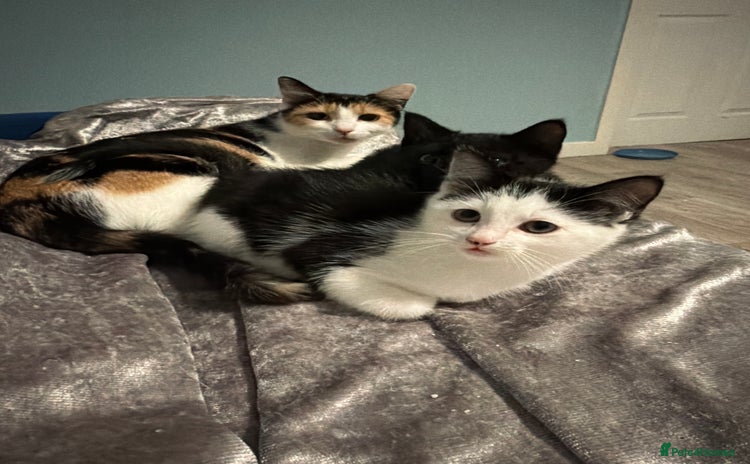 Maine Coon cats - Advert 1