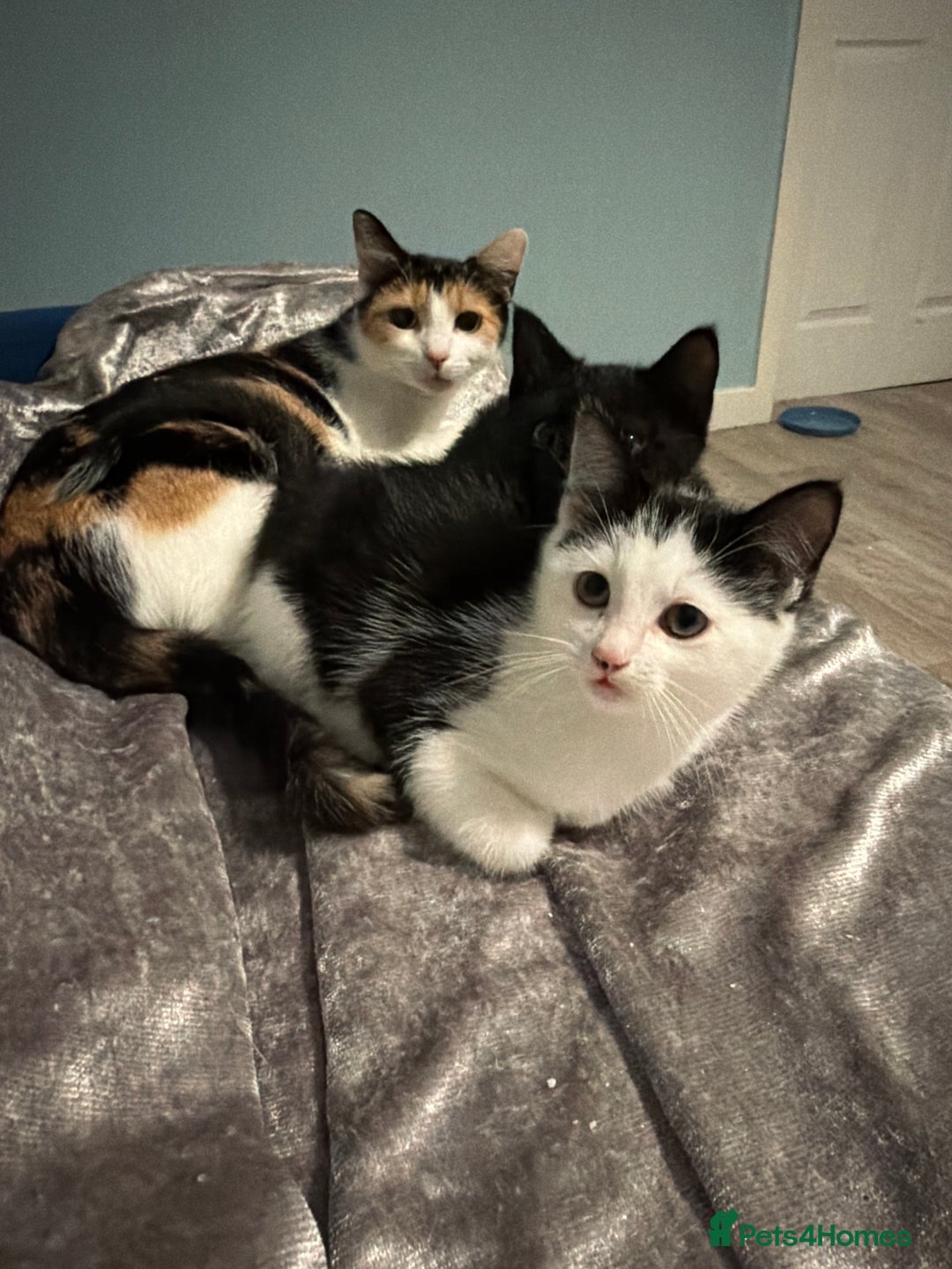 Maine Coon cats for sale: Maine coon x - Image 1