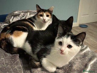 Maine Coon cats Maine coon x - Advert 6