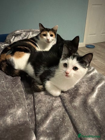 Maine Coon cats - Advert 2