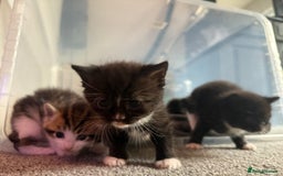 British Shorthair cats for sale: 4 Kittens available - Image 6