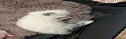 Ragdoll cats for sale: Ragdoll home reared kittens  - Advert 8