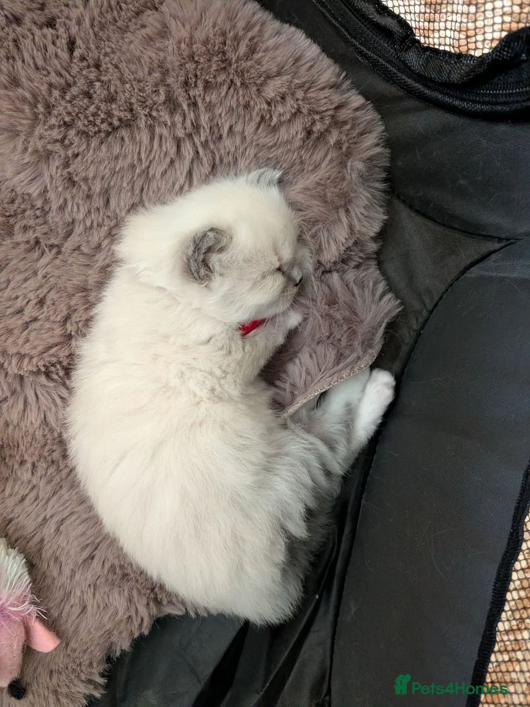 Ragdoll cats for sale: Ragdoll home reared kittens  - Advert 8