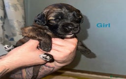 Saint Bernard dogs for sale: F1 St Berdoodle  - Image 11