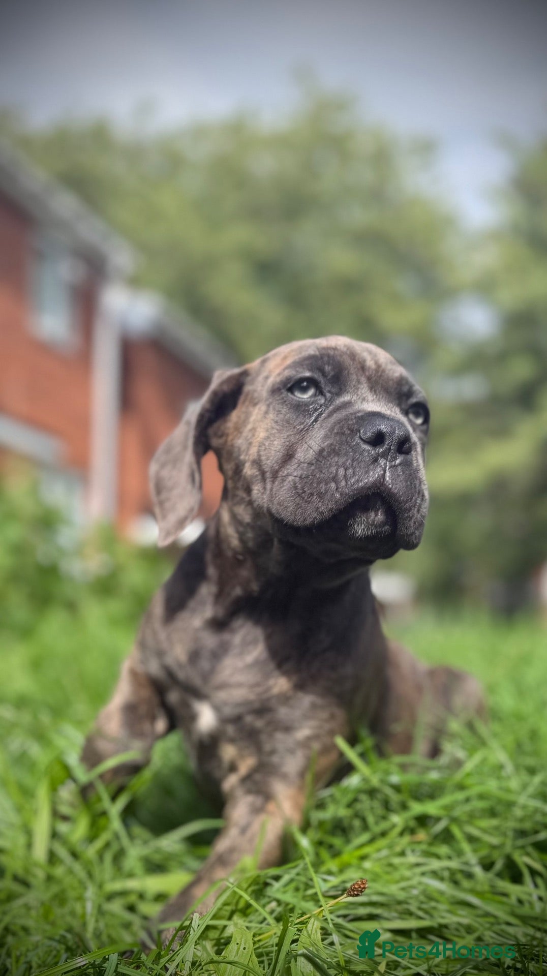 Cane Corso dogs 🐾 Balestra Magica Corso FCI - Advert 1