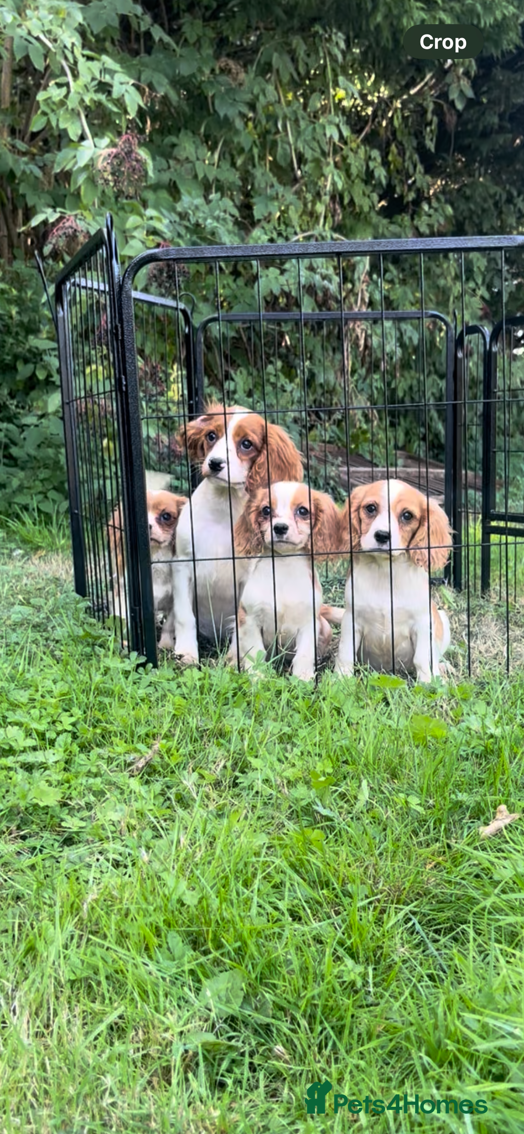 Cavalier King Charles Spaniel dogs for sale: Adorable King Charles Cavalier Puppies  - Image 3