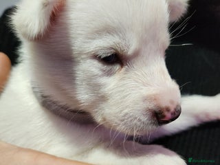 Siberian Husky dogs - Advert 4