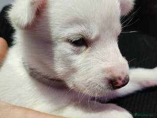 Siberian Husky dogs 5 beautiful siberian huskies left for forever home - Advert 10