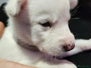 Siberian Husky dogs 5 beautiful siberian huskies left for forever home - Advert 4