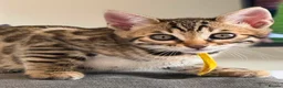 Bengal cats for sale: ✨ Beautiful Bengal Kittens✨ - Advert 7