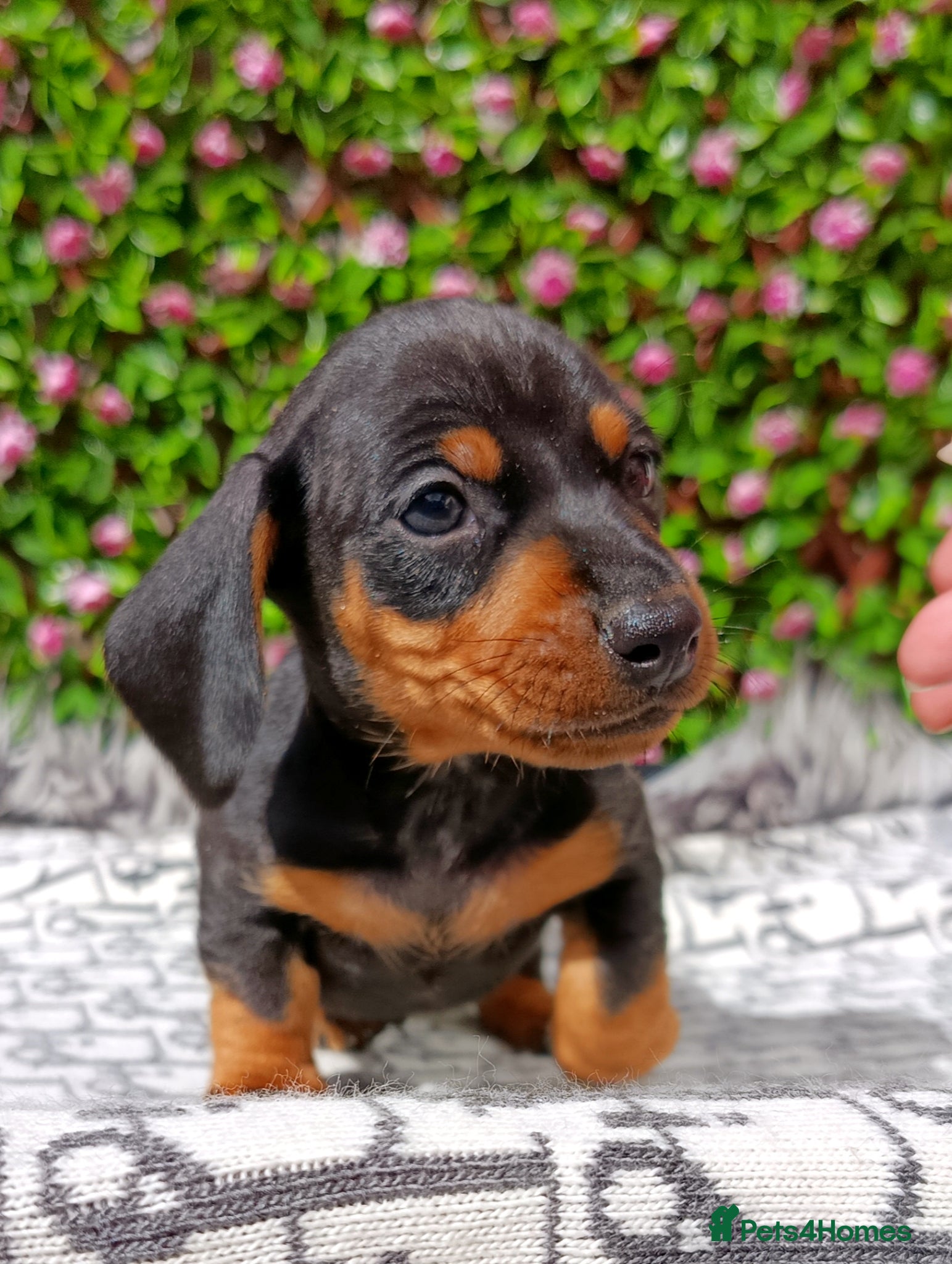Miniature Dachshund dogs QUALITY MINIATURE DAXI KC REG PRA CLR - Advert 1