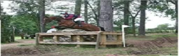 British Warmblood horses for sale: Beautiful black warmblood mare with golden temp in Maesteg - Advert 17
