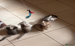 Mixed Breed cats for sale: Cutest kittens!  - Image 9