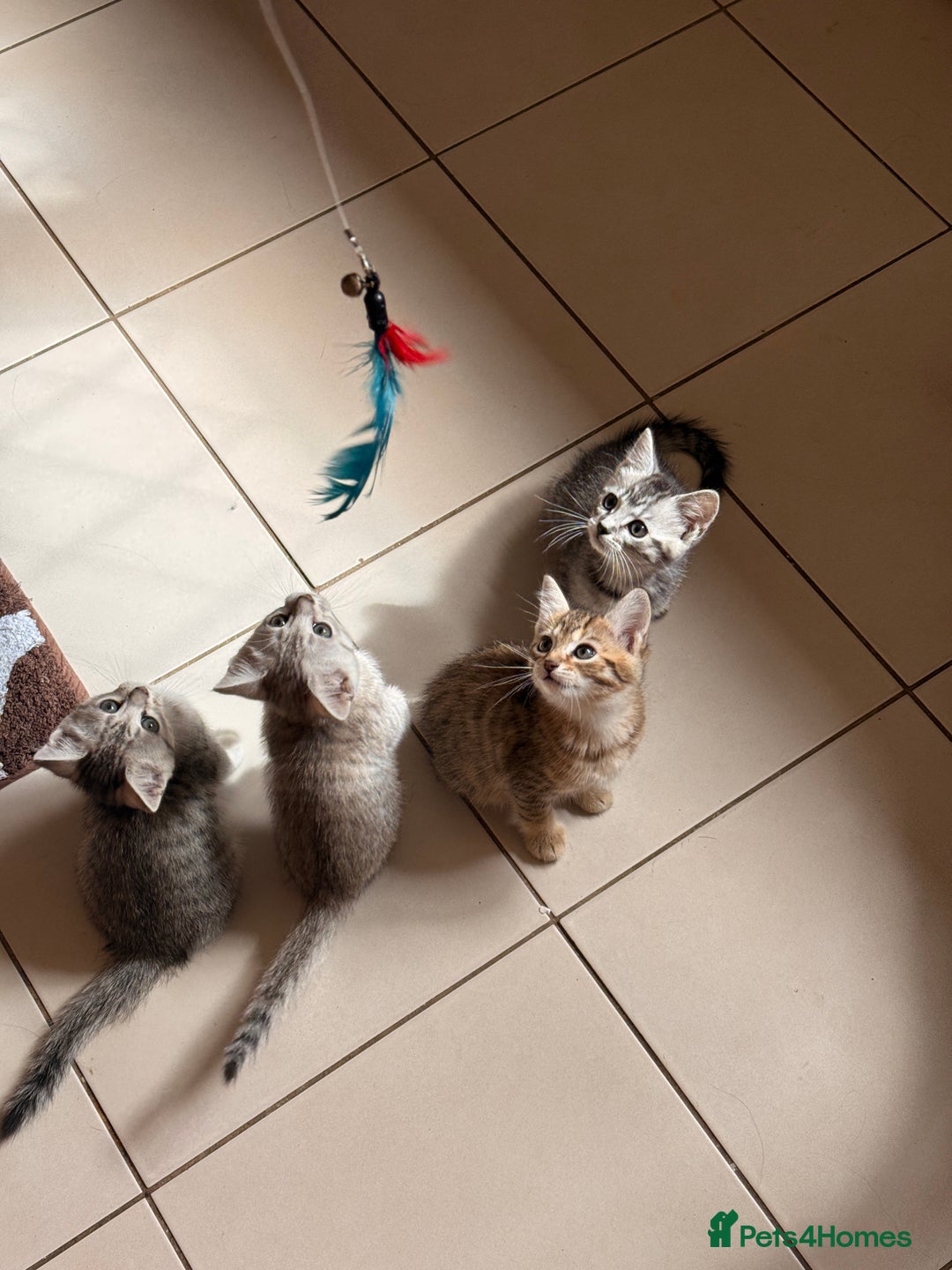Mixed Breed cats for sale: Cutest kittens!  - Image 9