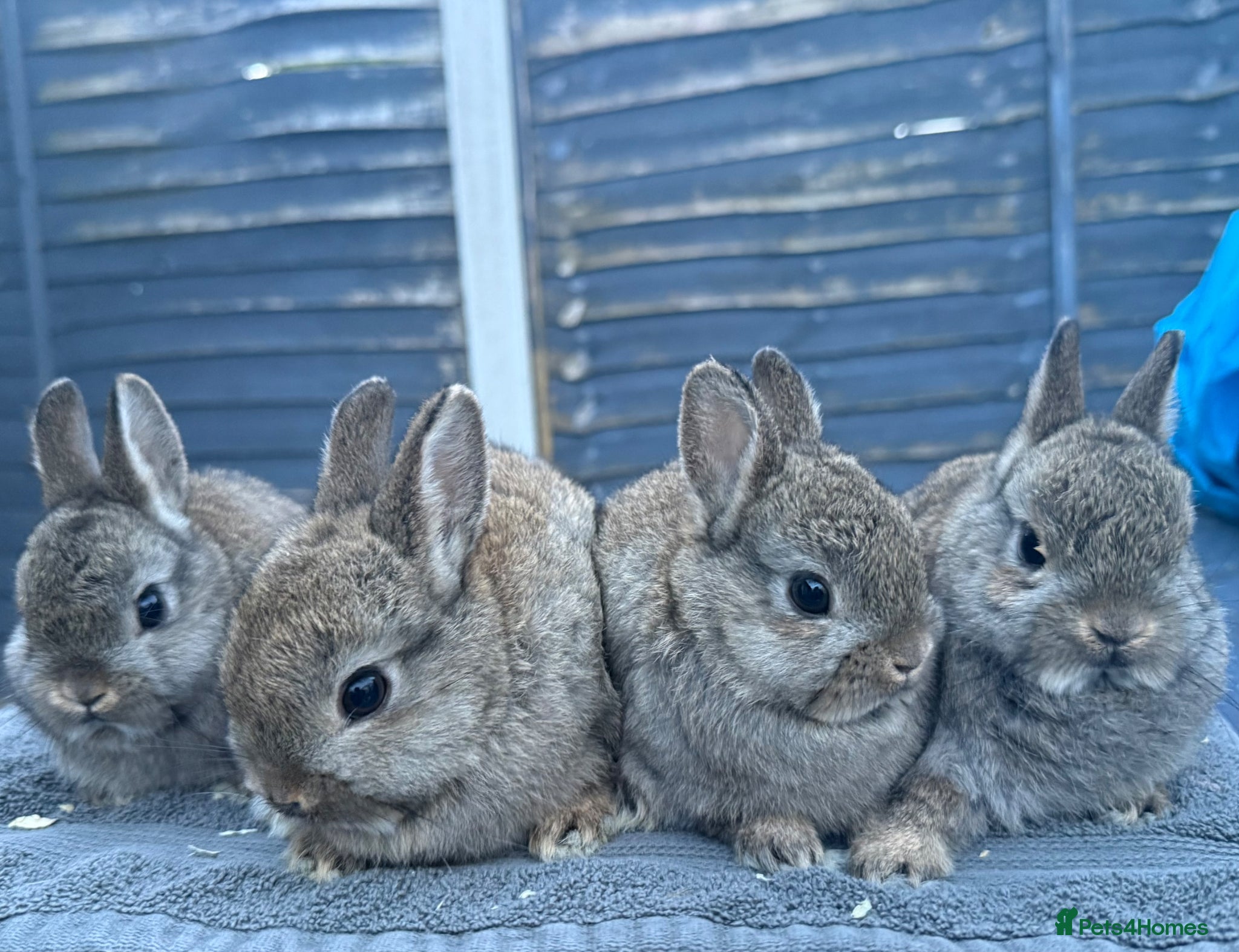 Netherland Dwarf rabbits Young Netherland Dwarfs - Advert 10