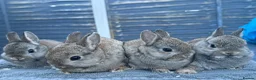 Netherland Dwarf rabbits for sale: Young Netherland Dwarfs - Advert 1