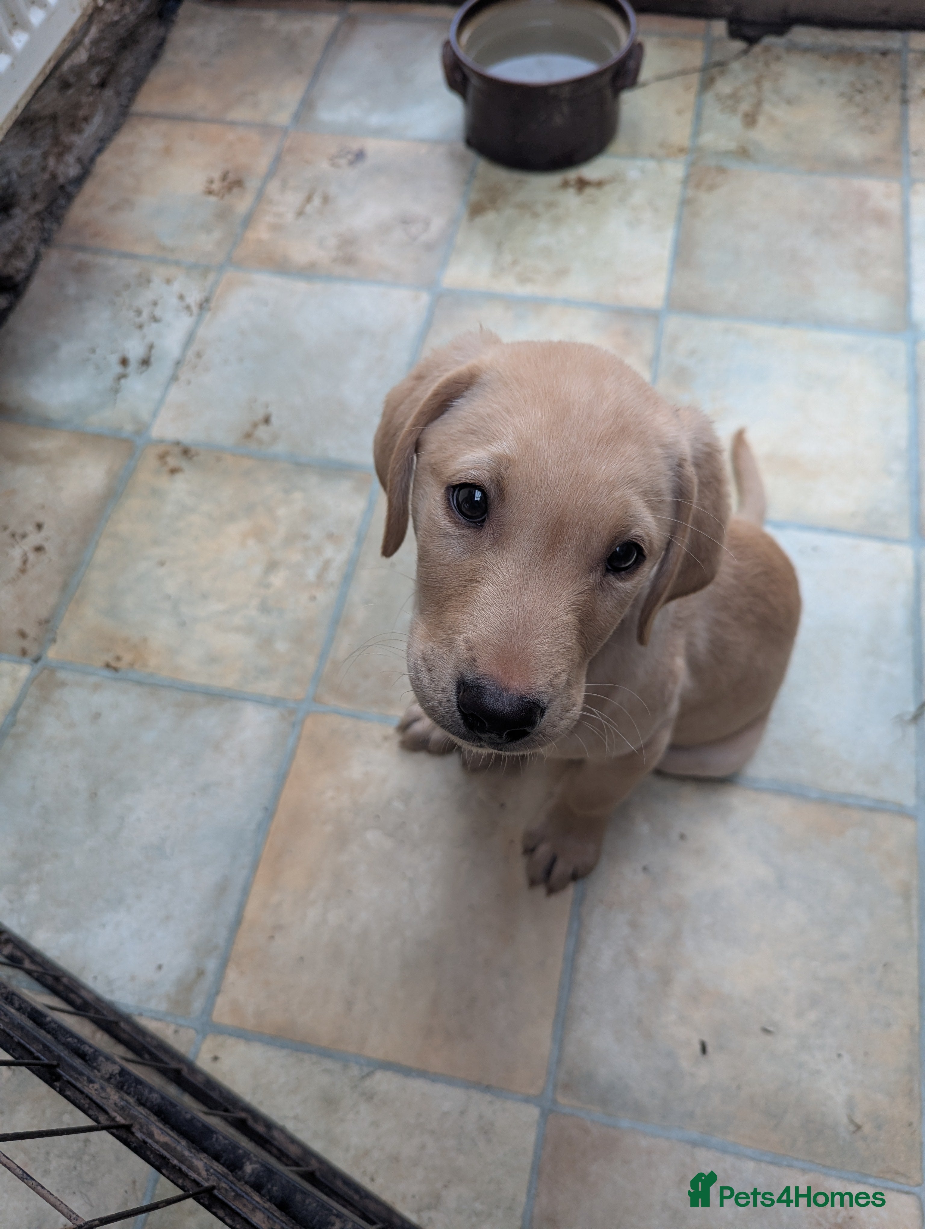 Labrador Retriever dogs 1 Handsome yellow boy left - Advert 13