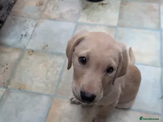 Labrador Retriever dogs 1 Handsome yellow boy left - Advert 13