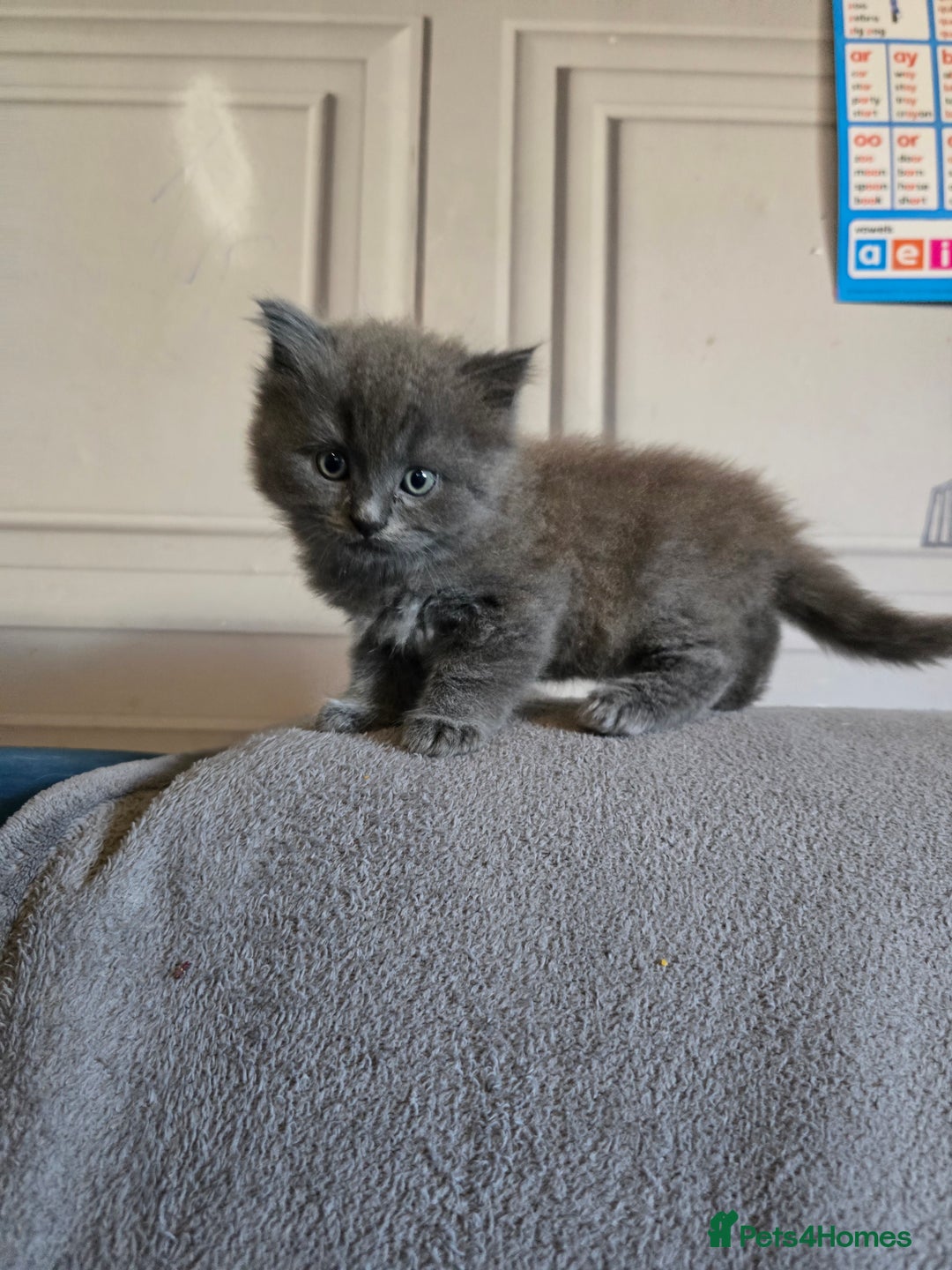 British Shorthair cats for sale: Gorgeous half British short-hair kittens - Image 10