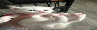 Scottish Fold Kitten 7