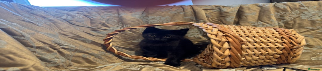British Shorthair Kitten 3