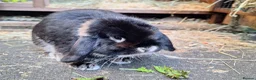 Dwarf Lop rabbits for sale: Dwarf Lop for sale in Coventry - Advert 4