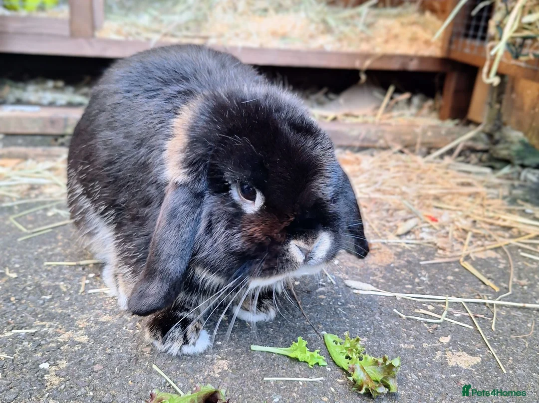 Dwarf Lop rabbits for sale: Dwarf Lop for sale in Coventry - Advert 4