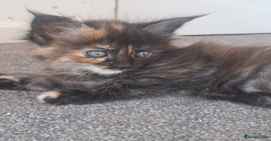 Maine Coon cats - Advert 4