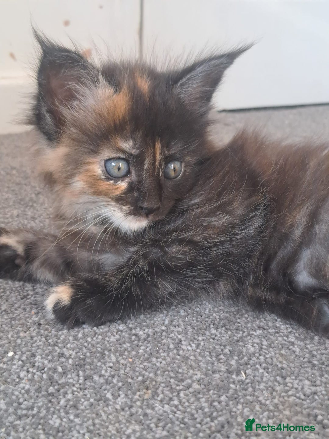 Maine Coon cats for sale: Pure Maine coons fully vaccinated and chipped  - Image 10