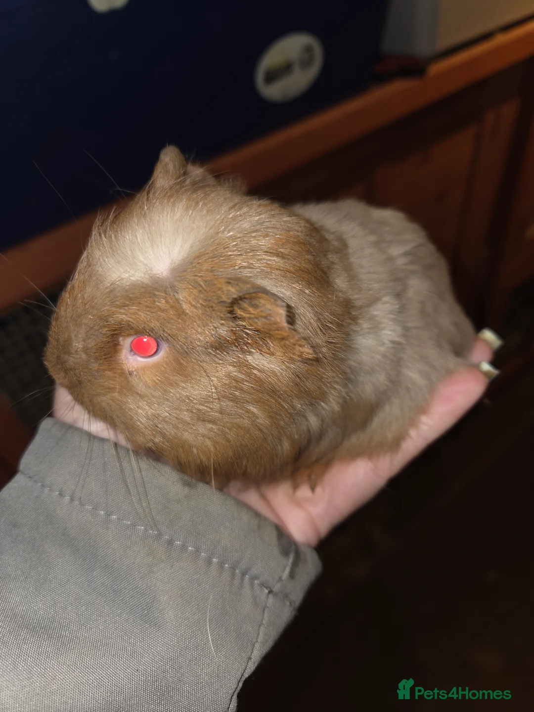 Guinea Pig rodents for sale: Baby guinea pigs - Advert 21