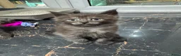 Maine Coon cats for sale: Half Maincoon Kittens  - Advert 11