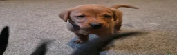 Labrador Retriever dogs for sale: Stunning dark red puppies  - Advert 17