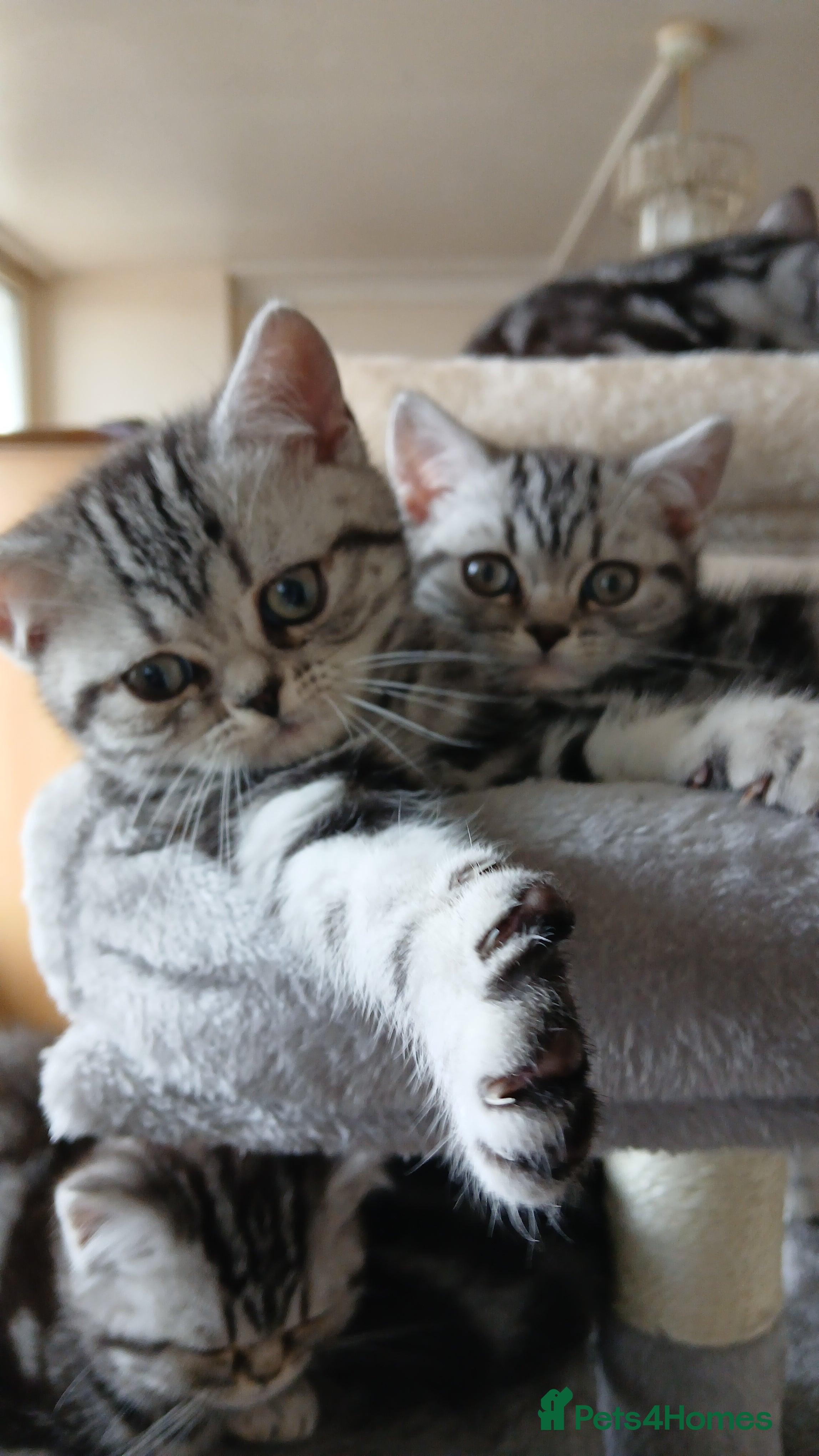 British Shorthair cats Bsh.Tabby kittens.GCCF. - Advert 10
