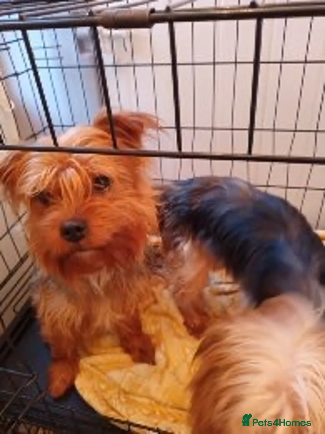 Yorkshire Terrier dogs for sale: Pedigree Yorkshire terrier fully vaccinated  - Advert 2